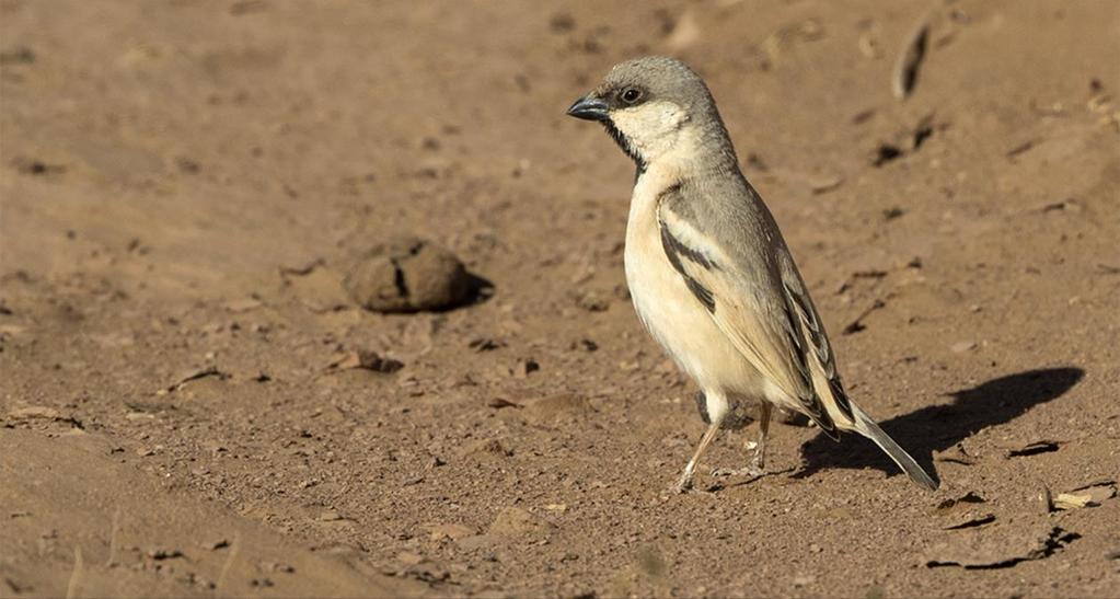 Gråsparv House Sparrow Passer domesticus vanlig, sedd dagligen, den 5/3 även en ganska långt ute i öknen vid några hus 132.