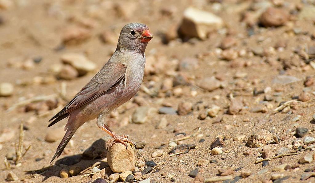 Tazenakhtslätten 7/3 Ökentrumpetare, längs vägen till Zagora 6 mars. Foto: Magnus Ullman 145.