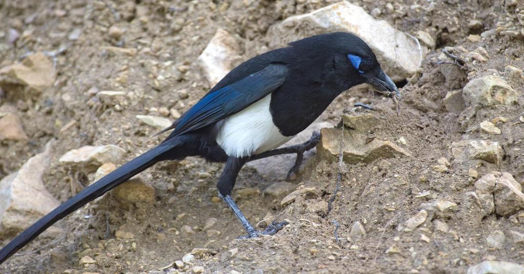 77. Maghrebskata Maghreb Magpie Pica mauritanica 2 längs vägen 1/3, 2 längs vägen 2/3, smärre antal 7/3, smärre antal 8/3, smärre antal 9/3,