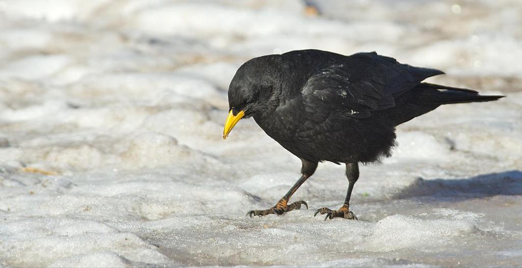Alpkråka Red-billed Chough Pyrrhocorax pyrrhocorax 150 Oukaïmeden 1/3, 200 Oukaïmeden 2/3 79.