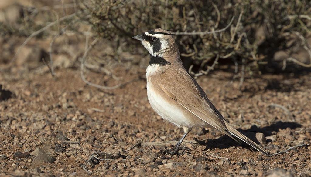 89. Lagerlärka Thekla Lark Galerida theklae 10 ex. 3/3, tämligen vanlig 4/3, 8 Tazenakhtslätten 7/3, vanlig 8 9/3, tämligen vanlig Oued Sous 10/3 90.