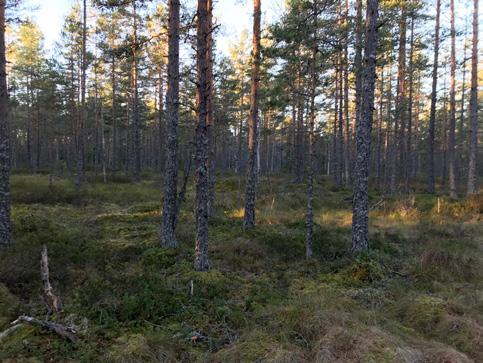 Kolackumulering i historiska torvtäkter Text: Katarina Magnusson Foto: Petter Hedberg Ny forskning visar att ej efterbehandlade täkter har en betydligt lägre kolackumulering än vad tidigare resultat