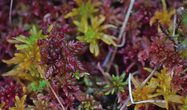 Projektet är ett så kallat LONAprojekt. Lokala Naturvårdssatsningen LONA, ska stimulera människors engagemang för natur och friluftsliv och betona naturens betydelse för folkhälsan.