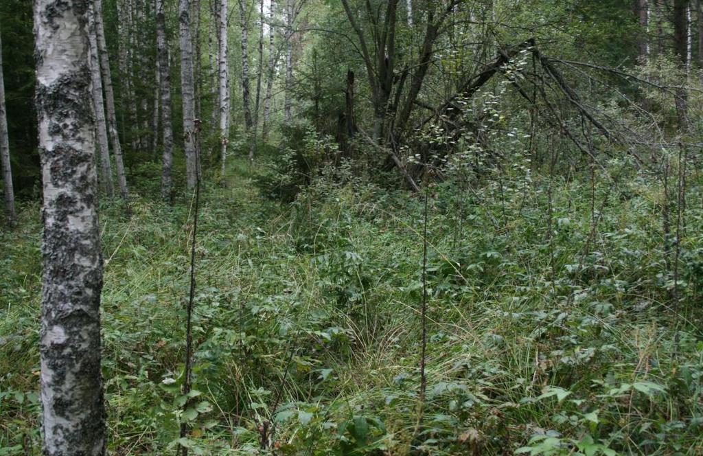 Inventerings tillfälle Luft Väder förhållanden Större Mindre Groda obestämd Vanlig groda Åkergroda Vanlig padda Tabell 6: Resultaten från vårens och sommarens inventeringar av större vattensalamander