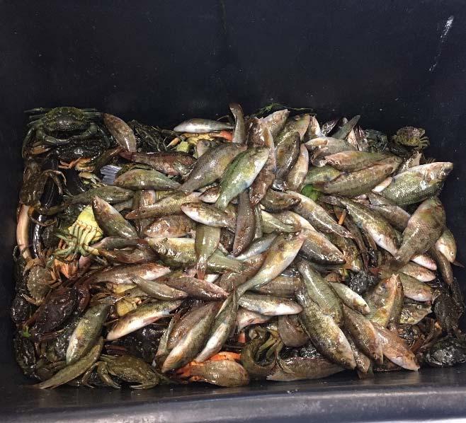 I figur 6 ses utvecklingen över tid för torsk, tånglake och strandkrabba. Det var få individer av arterna torsk och tånglake, båda kallvattengynnade arter, i samtliga fisken 2018.