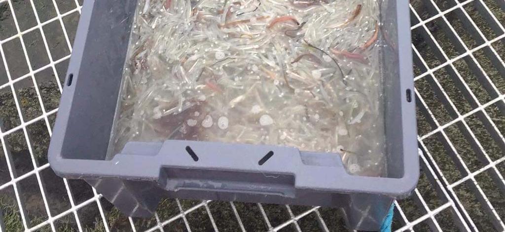 Värden är angivna som medelantal per natt omräknat till fångst vid maximalt kylvattenflöde.