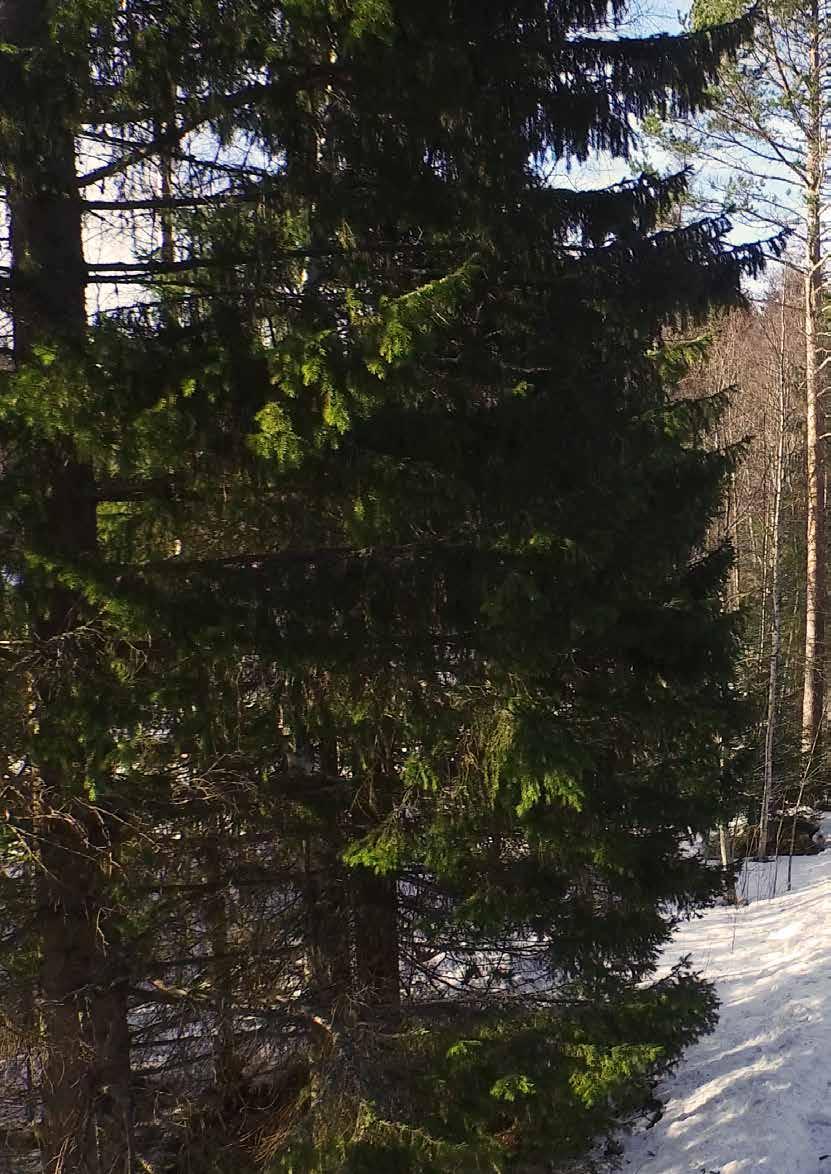 EN EXTRA GRIPARE FÖR VARJE LAST Använder du en kranhytt idag? Eller funderar du på att byta till en sådan? Då ska du kanske tänka om.