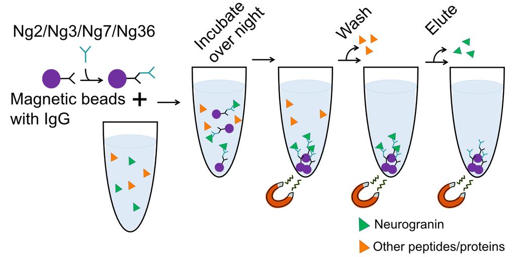 as determining PTMs, identifying protein complexes 257 or characterising endogenous peptides from a protein 60.
