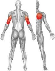 Träning 7.5.3.2 CHEST PRESS 4000 Huvudmuskler som arbetar: M. pectoralis major M. pectoralis minor M. triceps brachii Startposition Slutposition 1.