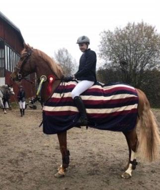 Haft ett fantastisk år med placeringar upp till 145cm. Junior Linus Isaksson och hästen La Cruzer Linus har under året tävlat upp till 120.