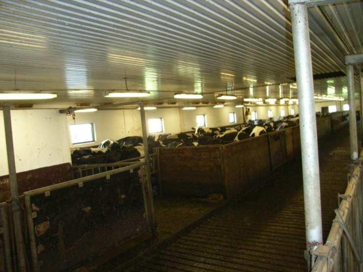 Figur 12. Mjölkning utan samlingsfålla eller påfösare. Korna samlade i ena delen av lösdriften. Foto Catja Bennerstål.