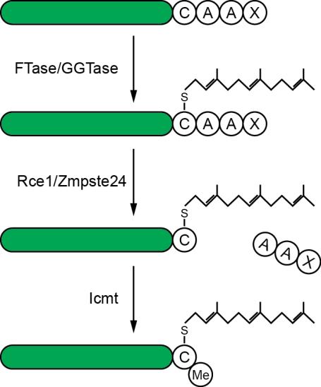 2 INTRODUCTION CAAX-PROTEINS CAAX proteins are a group of proteins that contain a CAAX sequence at the carboxyl-terminal end where C is a cysteine; A are aliphatic amino acids; and X can vary.
