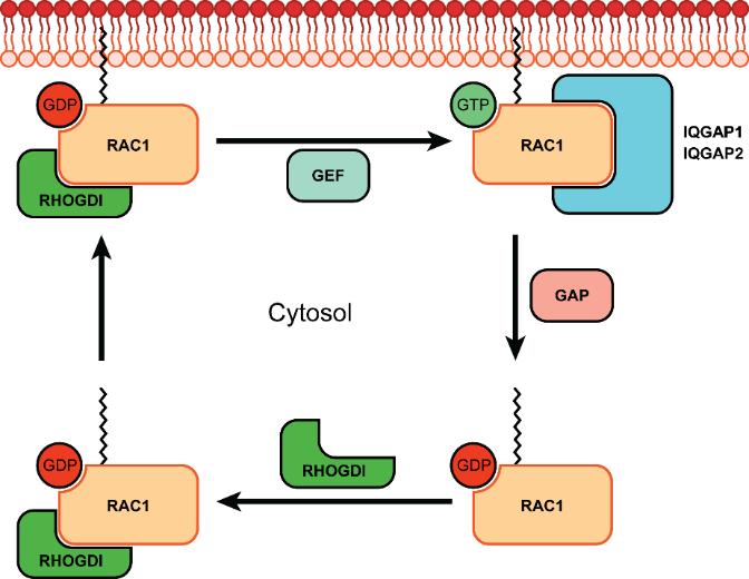 Fig. 2. Activation and inactivation of the RHO family protein RAC1. Prenylation is important for the interaction between RAC1 and RHO-GDI.