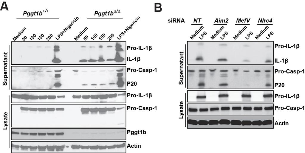 inactivation of p110δ, a class-1 PI3K catalytic subunit, makes mice more prone to LPS-induced endotoxin death (239). Moreover, Pik3cd / (p110δ knockout) macrophages produced more IL-1β (Fig.