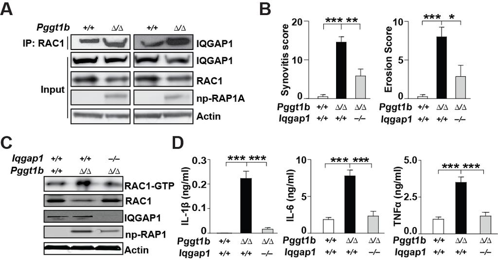 in Pggt1b Δ/Δ mice. Histological analysis on joints revealed that knocking out of one copy Rac1 reduced synovitis and erosion scores in Pggt1b Δ/Δ mice at 12 weeks age (Fig. 12A & 12B).