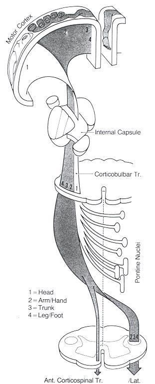 Motoriska system Motoriska system som styr tvärstrimmig muskulatur 1 2 3 4 Centrala motorneuronet Tractus corticobulbaris Tractus corticospinalis - pyramidbanan cortex-corona radiata-capsula