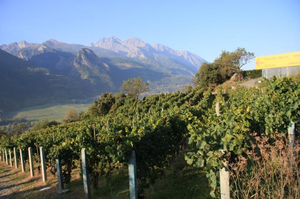 Du har under större delen av dagen mycket fin utsikt och du vandrar genom fridfull jordbruksbygd. I början av vandringsdagen ansluter leden till den välkända leden Route de Vins.