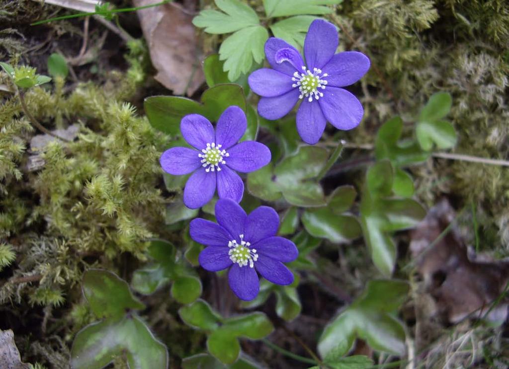 Stockholms Natur PROGRAMBLADET FEBRUARI AUGUSTI 2019