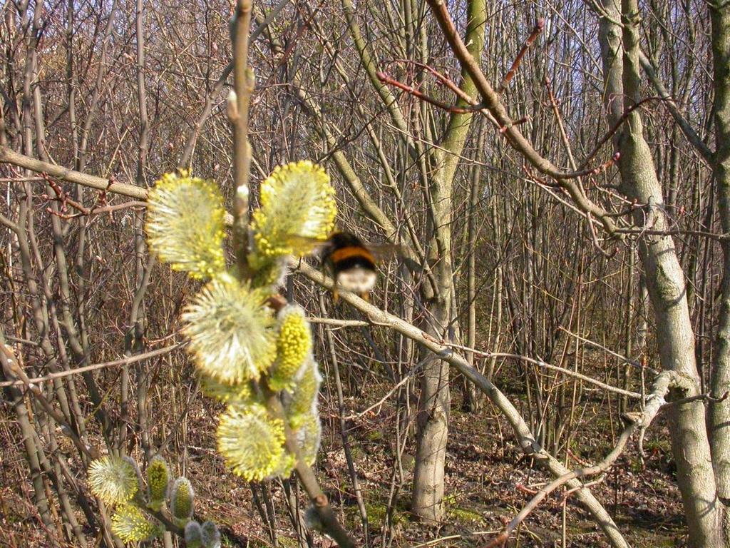 Älg gillar sälg!