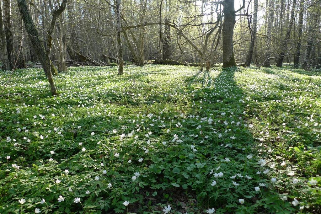 Naturvårdsverket Swedish