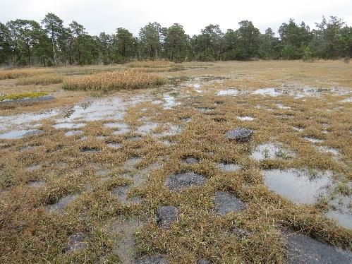 Utmaningar vid bedömning av skada/störning Arter/naturtyper som har speciella krav på livsmiljön - Rikkärr: känsliga för avsänkningar av