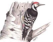 Villkor i Natura 2000-tillstånd ska vara ändamålsenliga, rättssäkra och tillsynsbara.