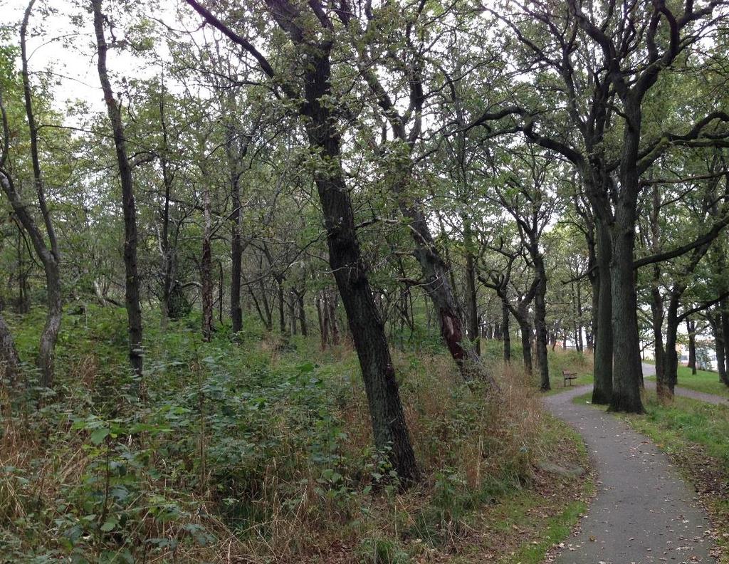 Figur 5.6 Bergssluttning i Krokängsparken med medelgrov ek i förgrunden och krattartad ek längre upp på bergssluttningen.