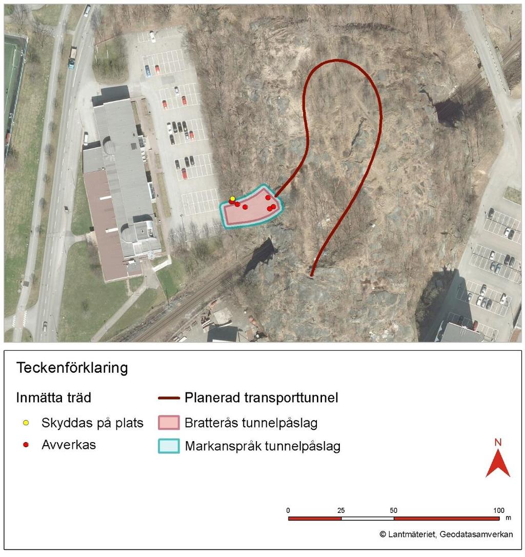 Figur 5.9 Åtgärder för träd vid Bratteråsberget, där röda punkter symboliserar träd som behöver avverkas och gula punkter symboliserar träd som behöver skyddas på plats.