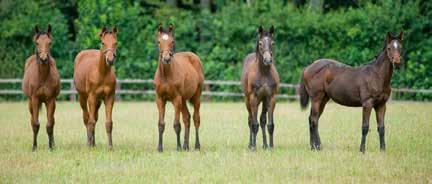 00 Dirt-track.08 ÅV LANWADES STUD JÄGERSRO SPRINT (L) För -åriga och äldre hästar. Vikt: -åriga kg, äldre. 400.000 kr 00.000-00.000-48.000-.000-0.000 RESULTAT TIPS: -5-7- I KIRK Hcp 95 Carlos Lopez 5 år, fux, valack.