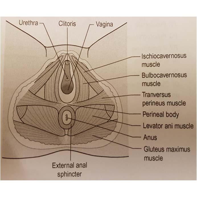 ryggen. Fascia stabiliserar organen ovanför levator ani.