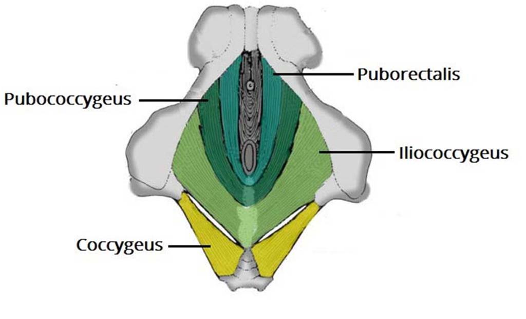 Bäckenbottenmuskulatur Levator ani (puborektalis, pubococcygeus samt iliococcygeus).