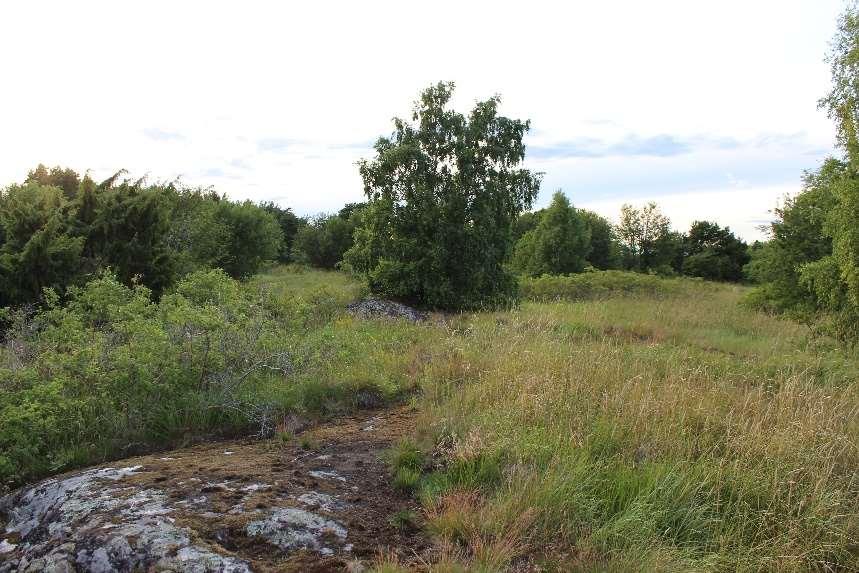 människors behov av gröna miljöer.