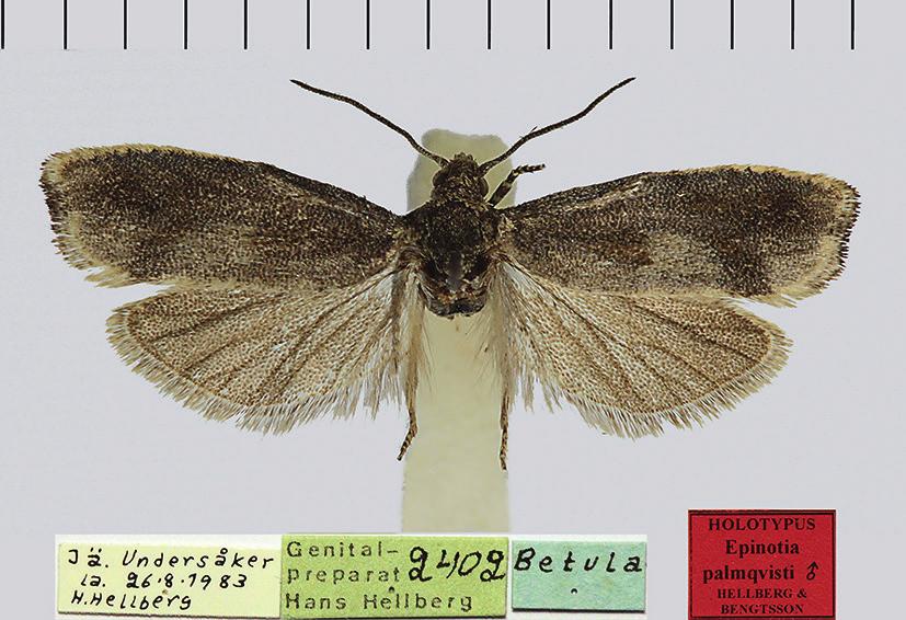 V.1998, leg. coll. B. Å. Bengtsson. b) Holotype (male) of E. palmqvisti Hellberg & Bengtsson, 2016, [Sweden] Jä[mtland], Undersåker, la 26.VIII.1983, leg. H. Hellberg. c) Paratype (female) of E.