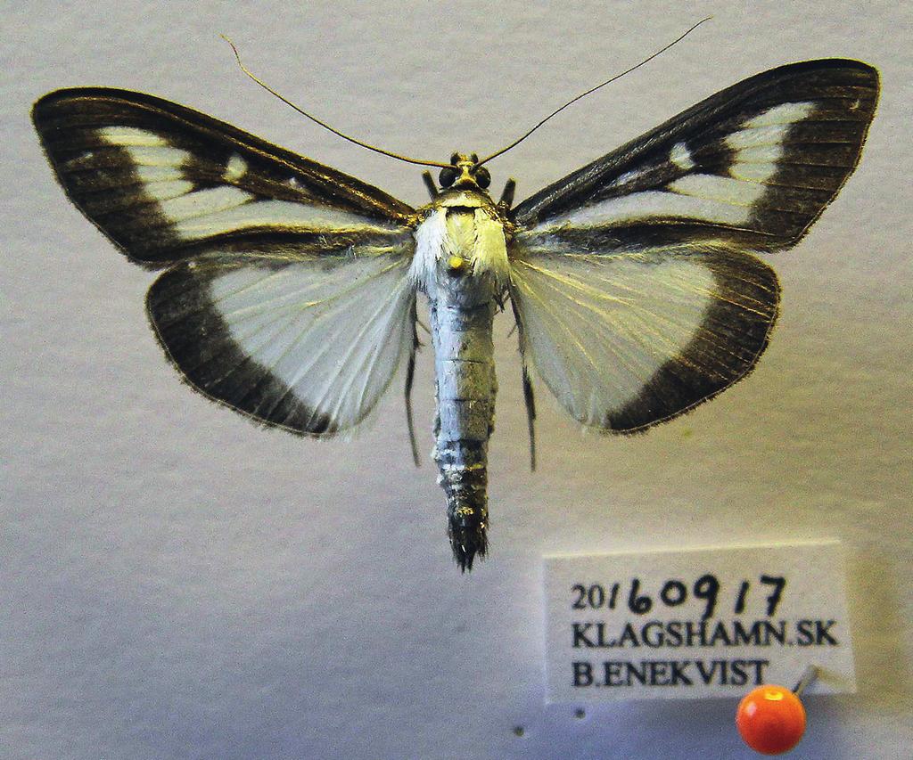 Småfjärilsfynd i Sverige 2016 Figur 13. Det första svenska exemplaret av Cydalima perspectalis (Walker, 1859), buxbomsmott. [Sweden] Sk, Klagshamn, 17.IX.2016, leg. coll. Bruno Enekvist. Foto: B.