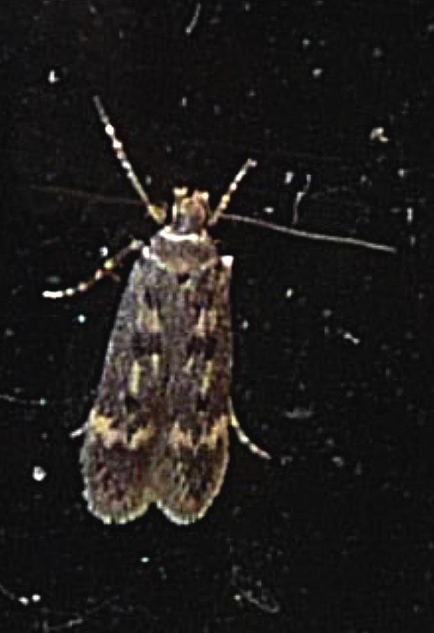 Vissa exemplar har de svarta diskfläckarna omgivna av ljusa fjäll. Foto: Bengt Å. Bengtsson (a) Patrik Hall (b). a) Bryotropha basaltinella (Zll.), Sweden, Skåne, Lund, 25.V.2016, leg.