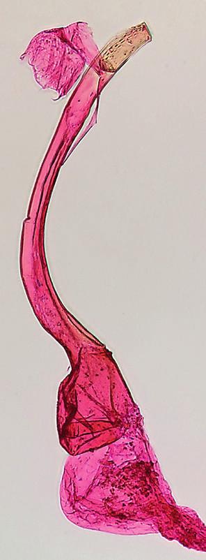 Arten kan särskiljas från övriga Bryotropha-arter genom att de stora diskpunkterna en tredjedel ut på framvingen är stora, står rakt över varandra och ofta är sammanflytande (Fig. 2a, b).