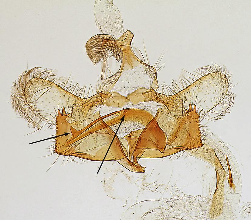 Bengt Å. Bengtsson a b Figur 6. a) Hangenitalier hos Coleophora proterella Wikstr. & Tab. förväxlad säckmal. Gen. prep. BÅB 4857.