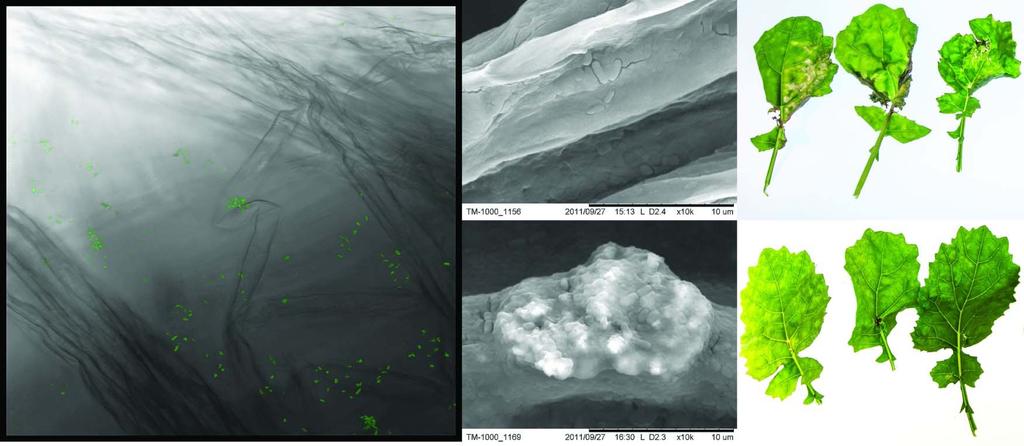 Nano Bioteknologi Växtskydd mot