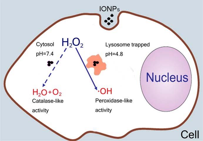 Nano Bioteknologi Enzym-liknande aktivitet av