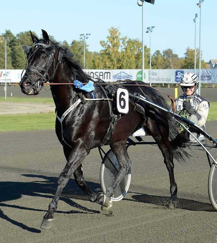 STALL Magnus Jakobsson Nytorp nytt