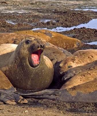 Dag 7 Patagonien Eldslandet Ushuaia 02 november Tidig morgon reser vi med flyg till Ushuaia, den sydligaste staden i världen och huvudstaden i provinsen Eldslandet.