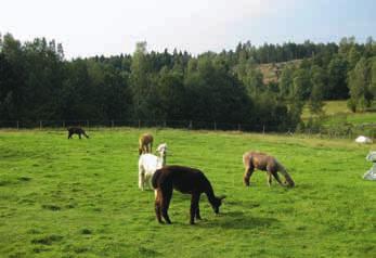 Alpackagårdarna Alpackorna finns över hela landet, från Skåne till Norrbotten (Figur 2).