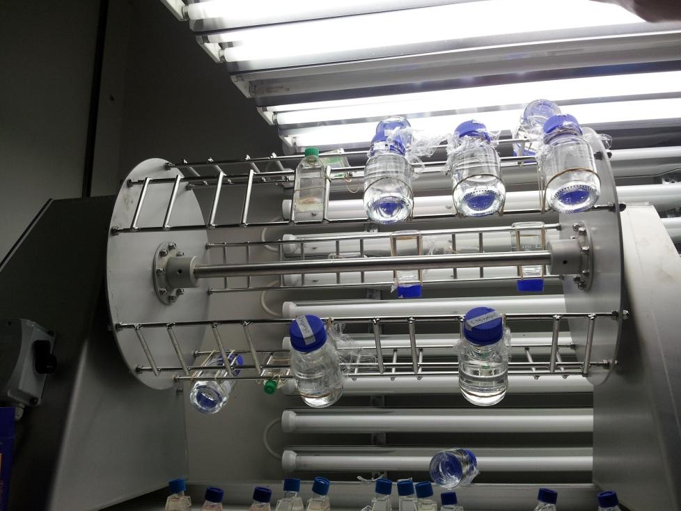 Figure 2 Rotating plankton wheel with experimental bottles attached Results The results show that Skeletonema marinoi from Mariagerfjord was overall shorter to begin with, which gives less room for