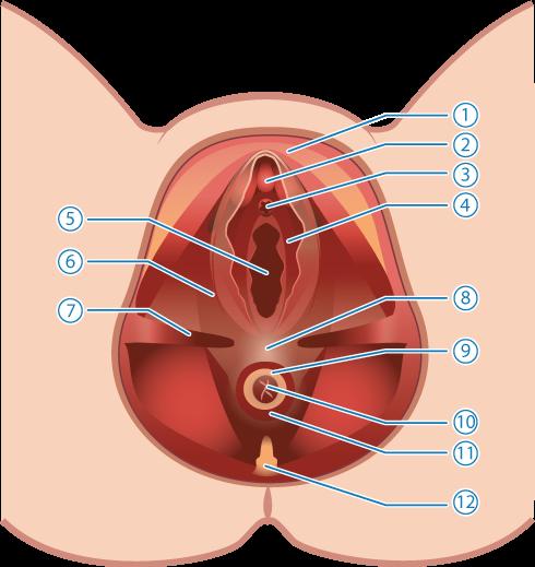 pubococcygeus samt m. iliococcygeus. M. pubococcygeus innefattar urinröret, vagina och rektum.