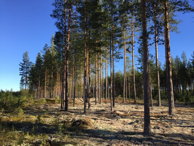 Skogsmark På fastigheten har det upprättats en skogsbruksplan under oktober 2018 av Fredrik Mikaelsson, Mora Skogsbyrå AB.