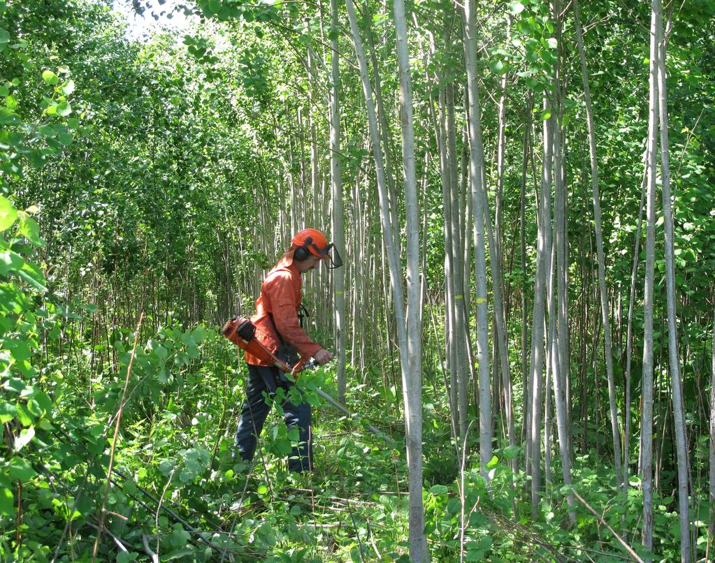 ARBETSRAPPORT 1014-2019 Sustainable cultivation of hybrid aspen with natural shoot regeneration