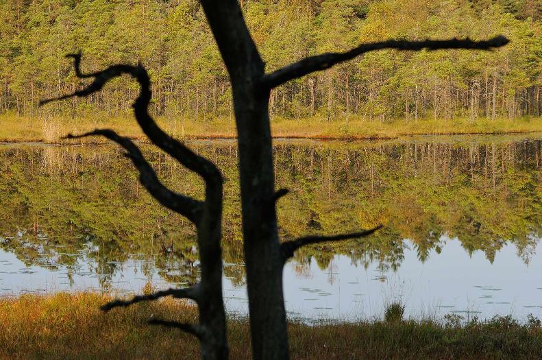 Foto: Mats Andersson. hindra utrotning av hotade arter och att miljömålet om 'Levande skogar' blir än mer ouppnåeligt.