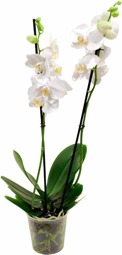 Phalaenopsis. 2-stänglad.