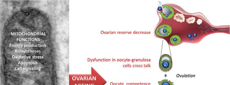 Mitochondria and ovarian aging The oocyte is the richest cell of the
