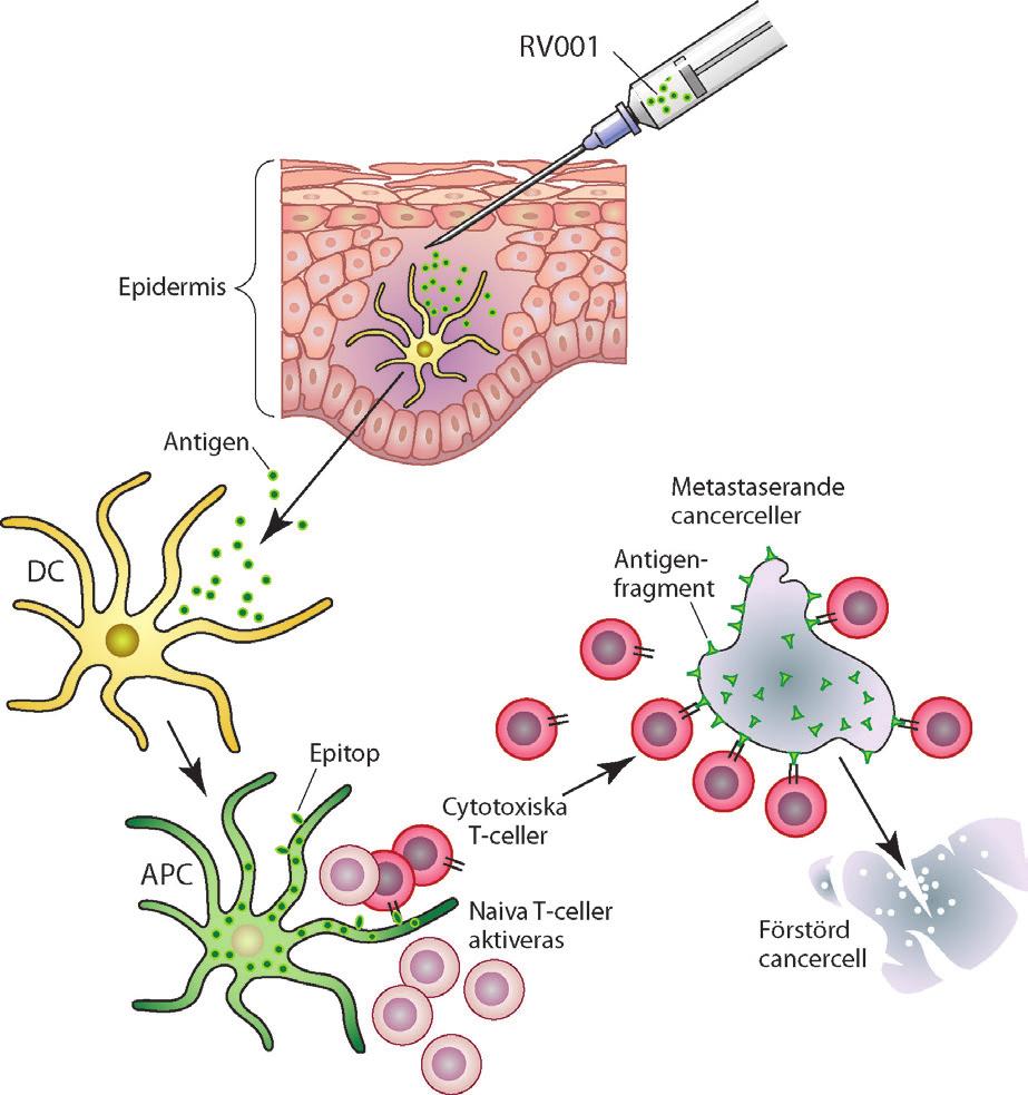 Verksamhetsbeskrivning RhoVac i korthet RhoVac är ett bioteknikbolag som bedriver forskning och utveckling av immunterapi, mer specifikt av terapeutiska cancervacciner.